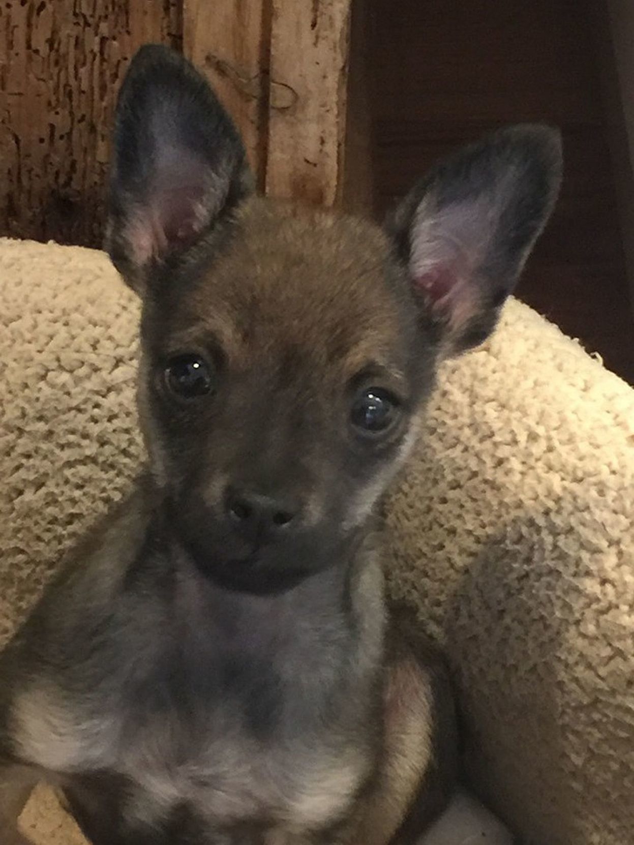 Adopt a Pet | Clyde
